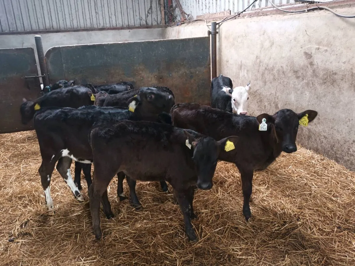 8 REARED HEIFER CALVES FOR SALE - Image 1