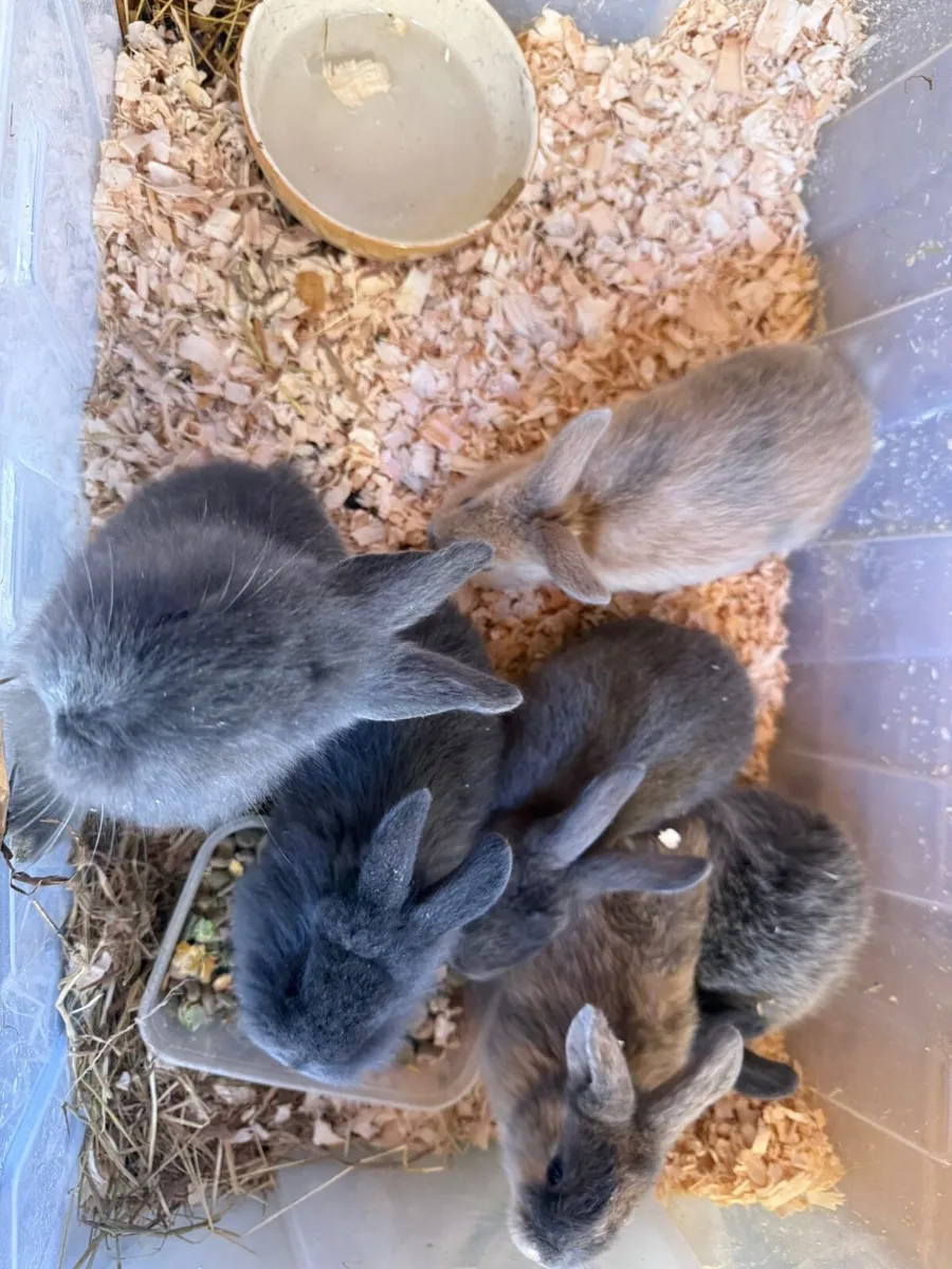 Bunny Rabbit - Image 1
