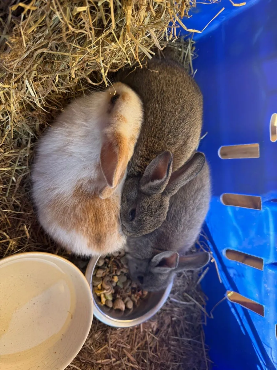 Bunny Rabbit - Image 2