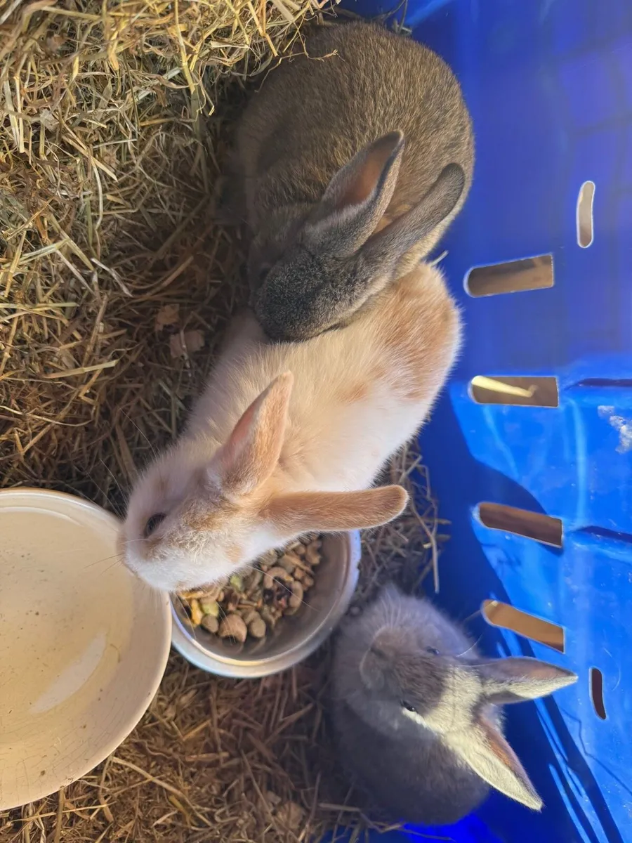 Bunny Rabbit - Image 4