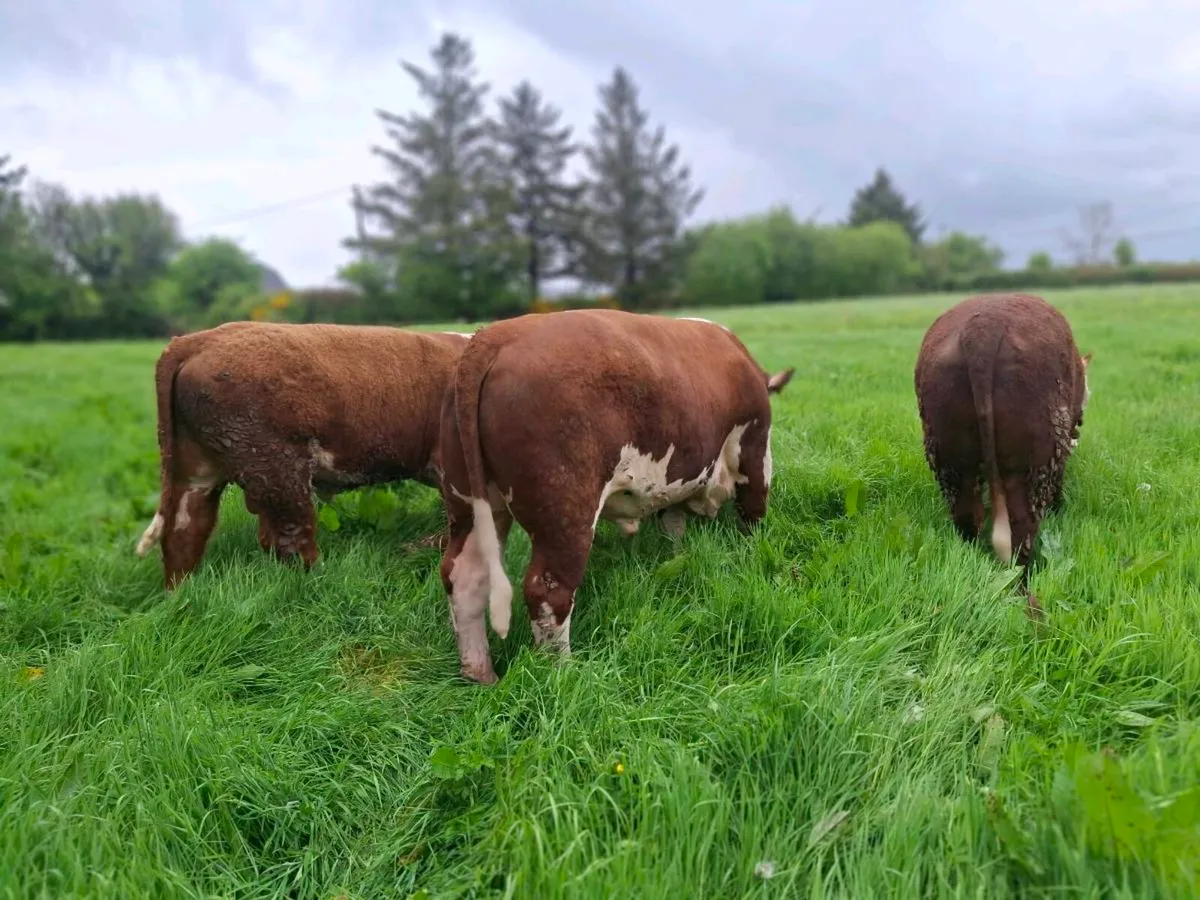 Hereford Bulls - Image 3