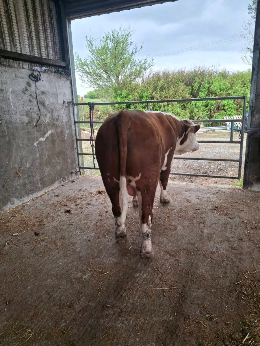 Hereford Bulls - Image 4