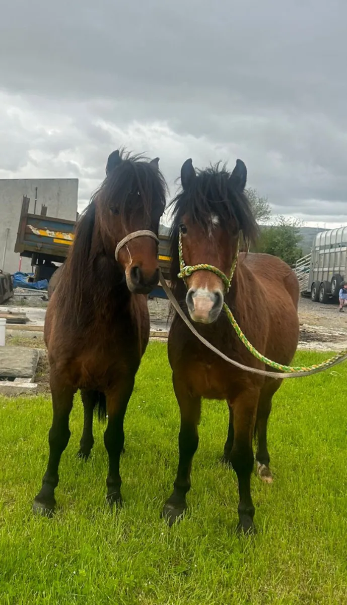 Kerry bog ponies