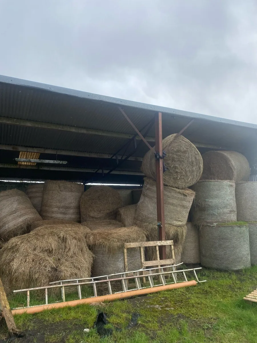 Bales of Hay for bedding - Image 1