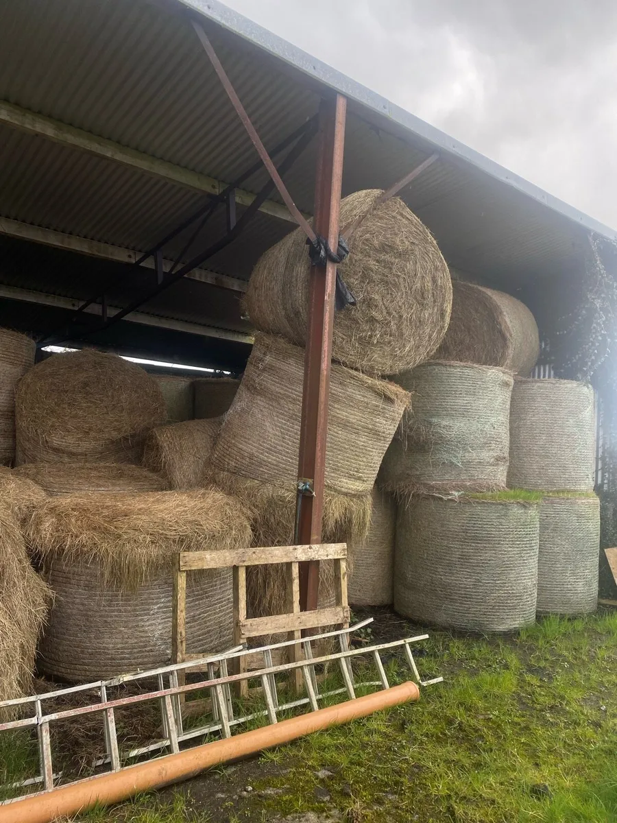 Bales of Hay for bedding - Image 2