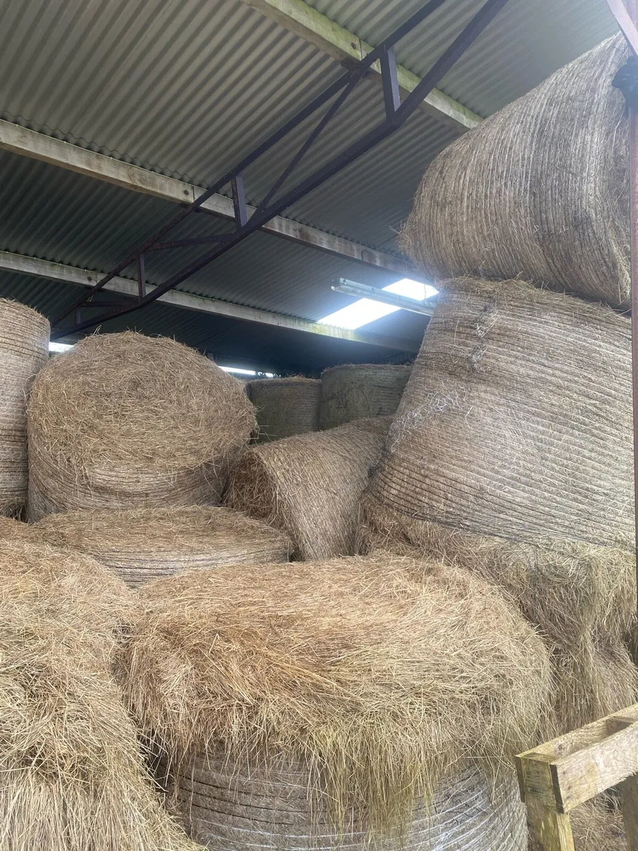 Bales of Hay for bedding - Image 3