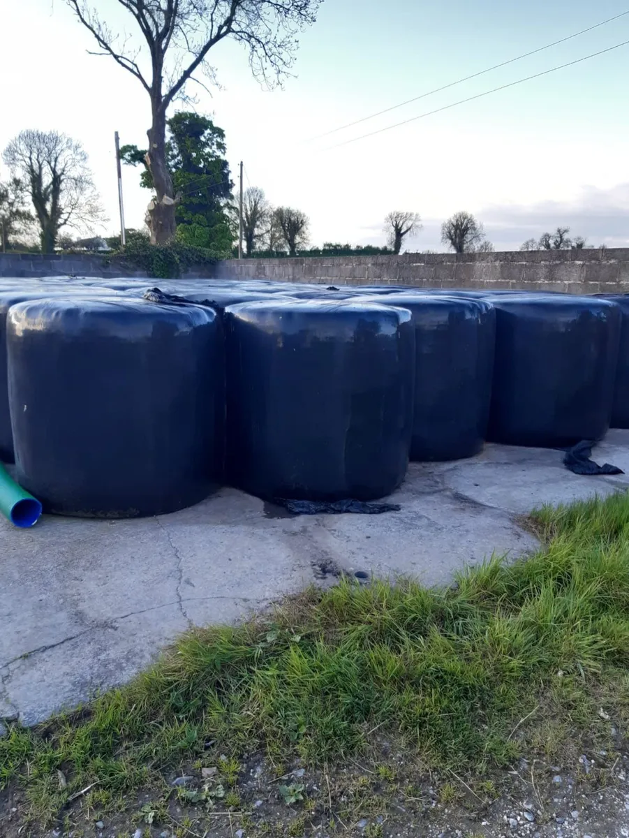 haylage - Image 1