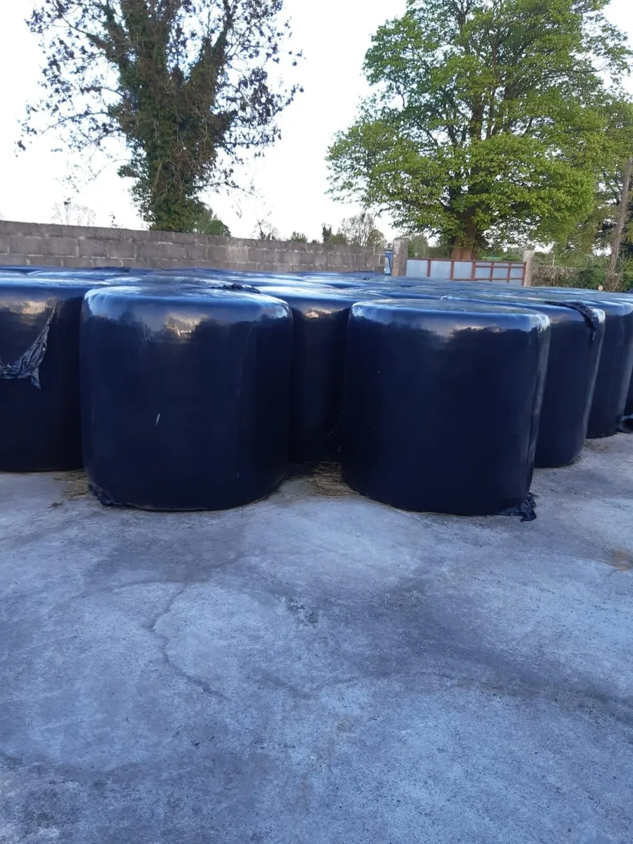 haylage - Image 2