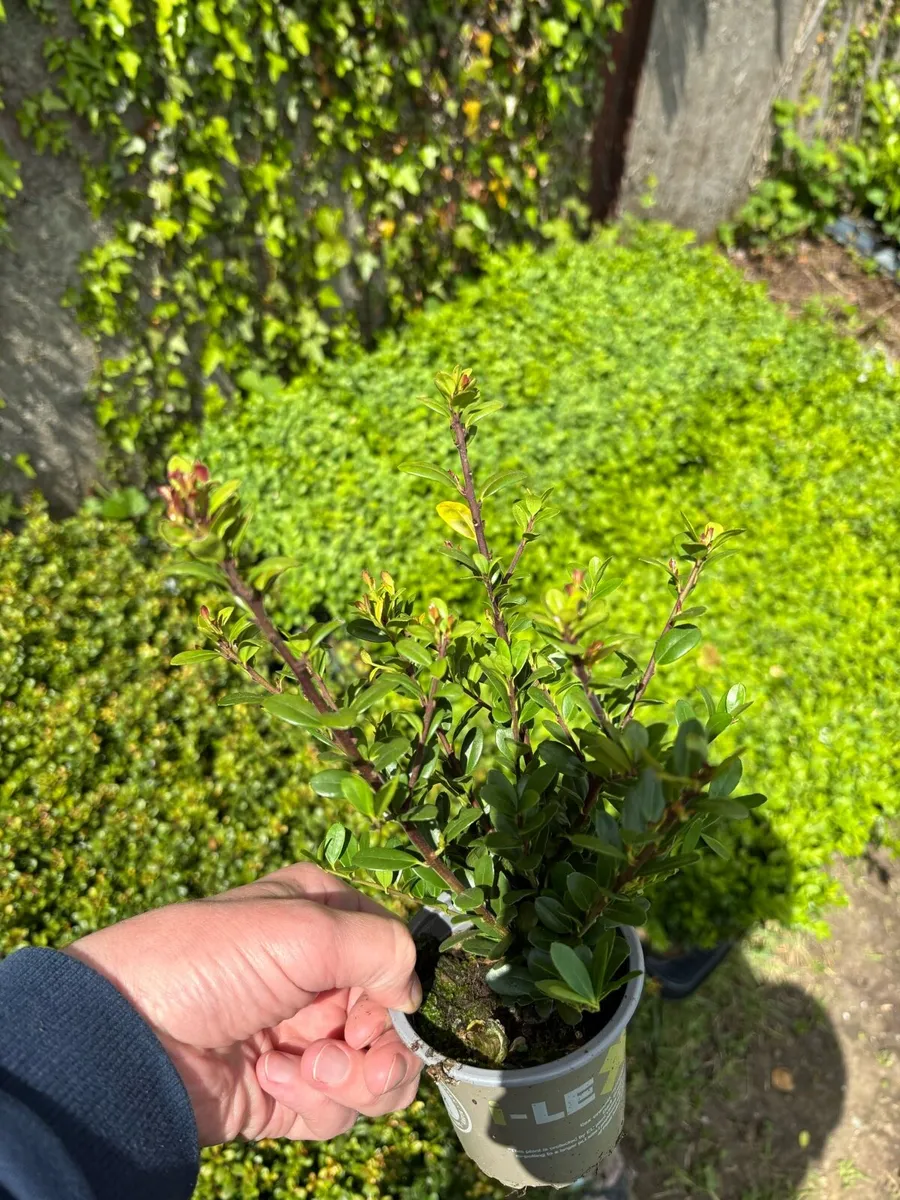 Ilex crenata blight resistant box hedging - Image 4