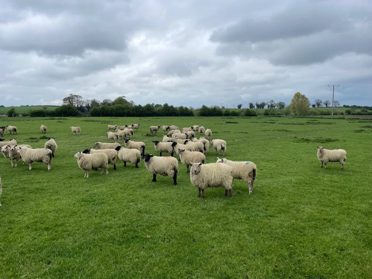 Sheep Texel and Suffolk cross - Image 3
