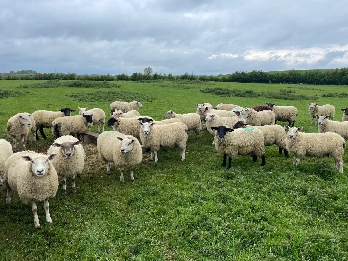 Sheep Texel and Suffolk cross - Image 4