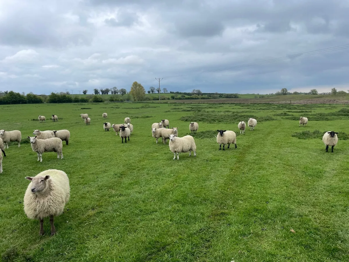 Sheep Texel and Suffolk cross - Image 1