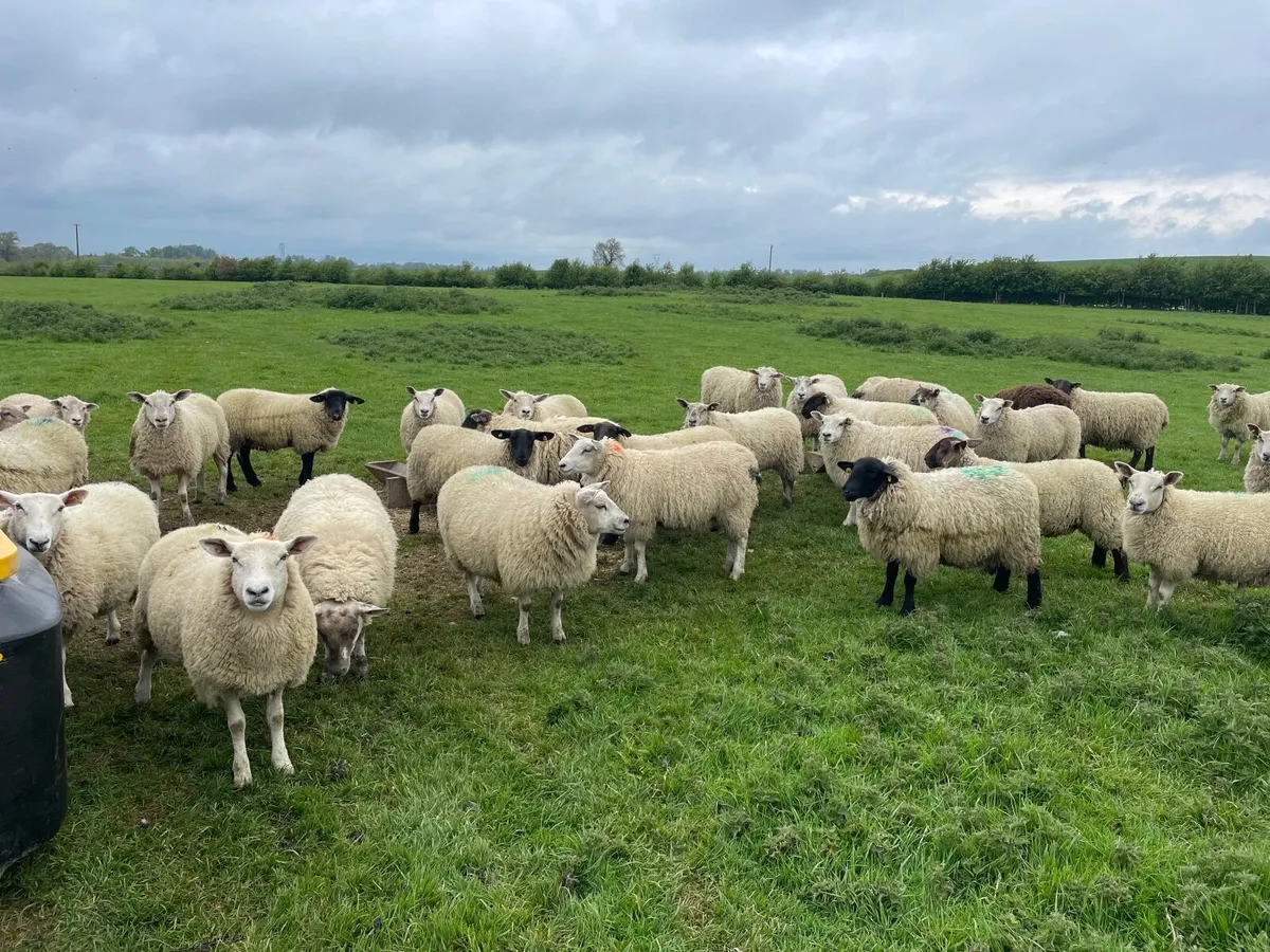 Sheep Texel and Suffolk cross - Image 2