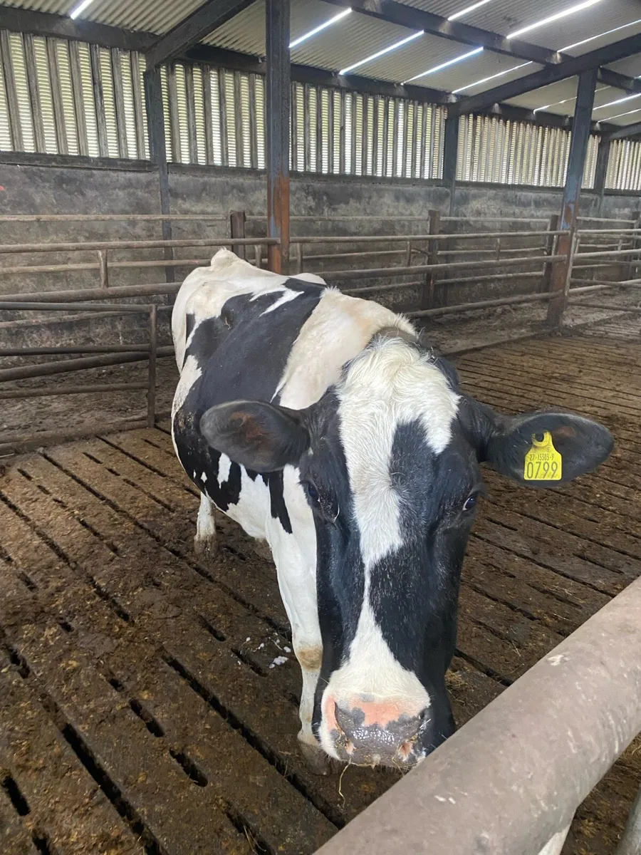 Cows - Image 1