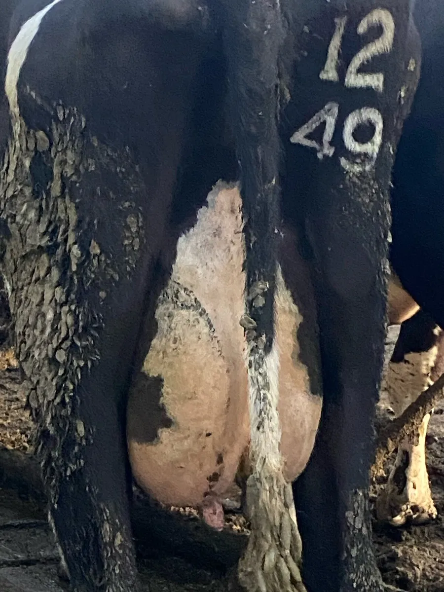 Cows - Image 2