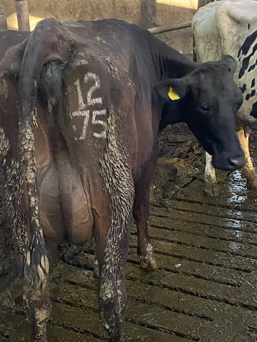 Cows - Image 3