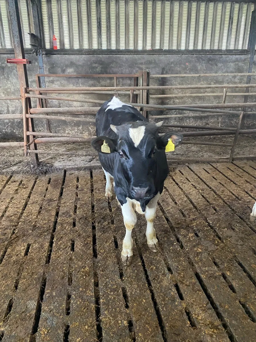 Cows - Image 4