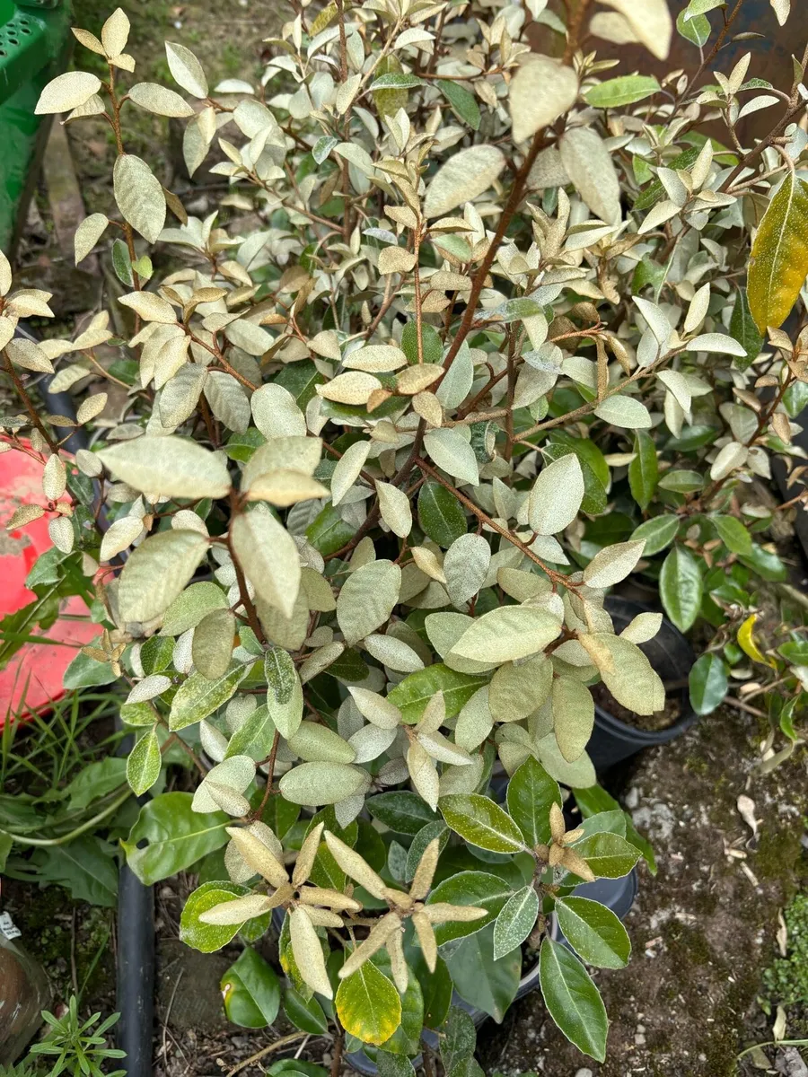 Elaeagnus ebbengei hedging - Image 1