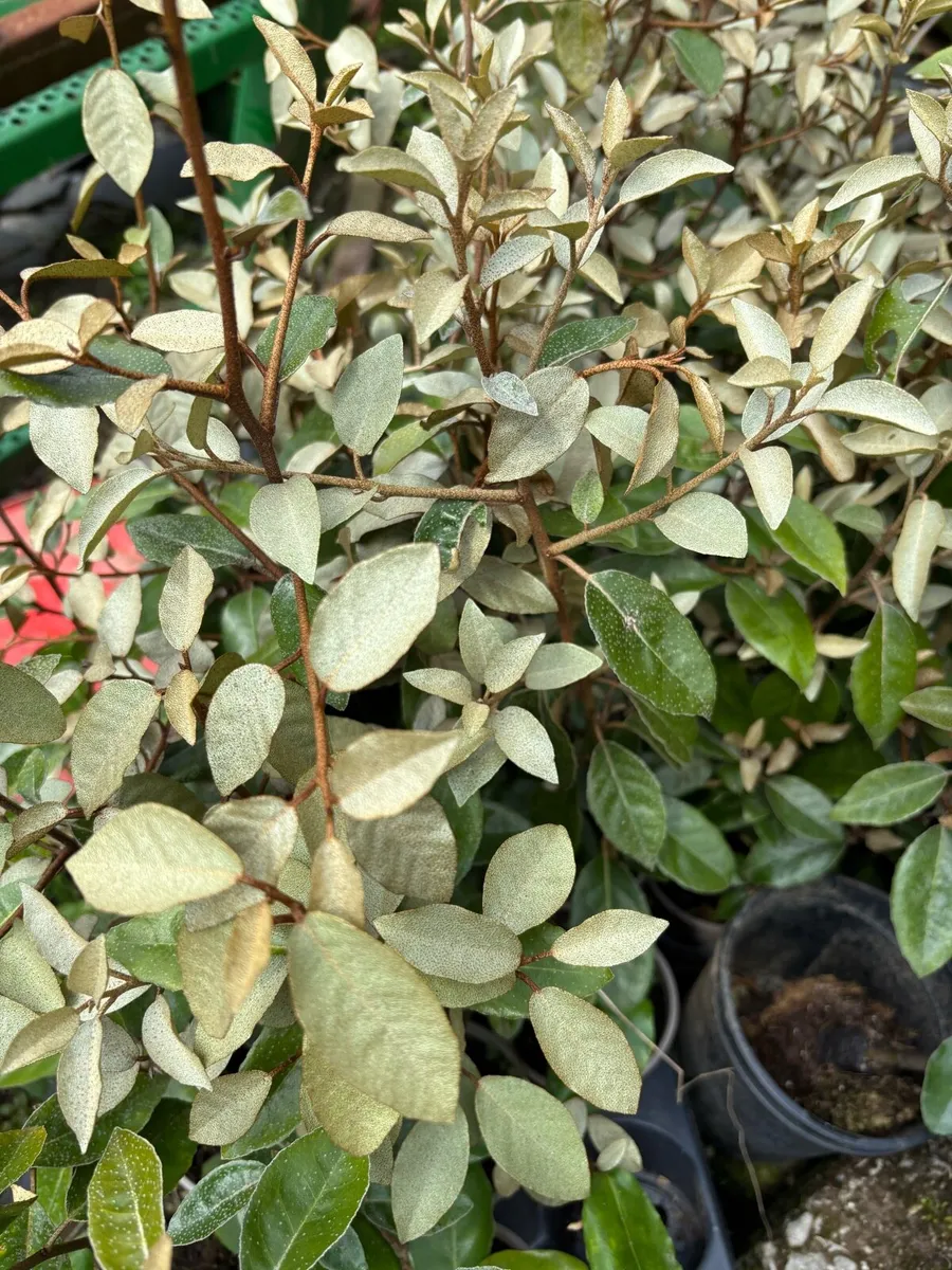 Elaeagnus ebbengei hedging - Image 2