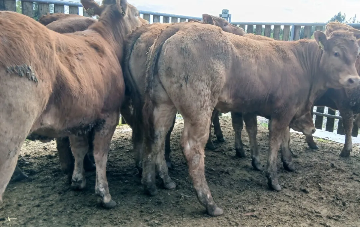 10 super  U&R grade heifers - Image 2