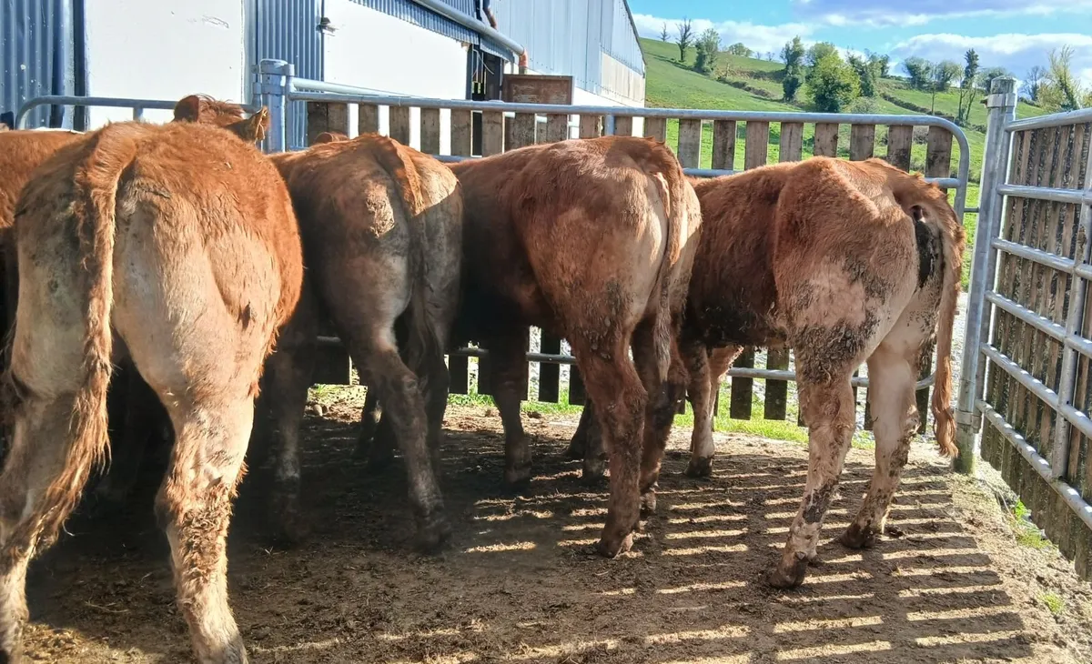 10 super  U&R grade heifers - Image 1