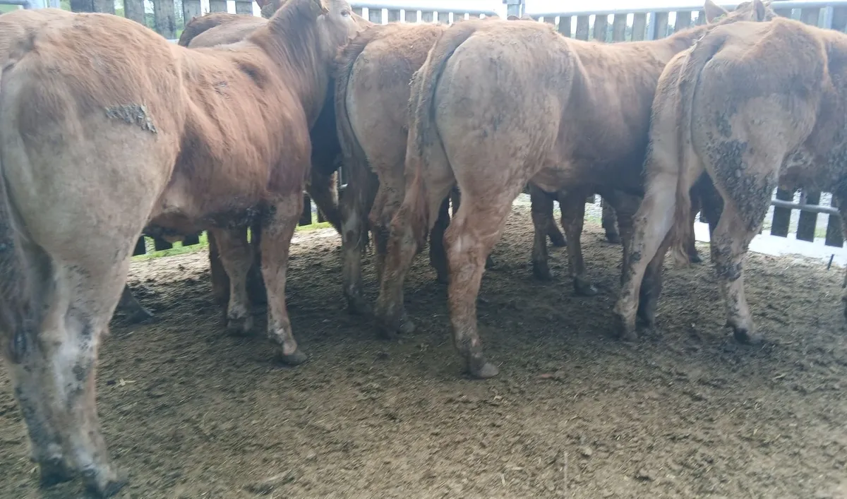 10 super  U&R grade heifers - Image 3