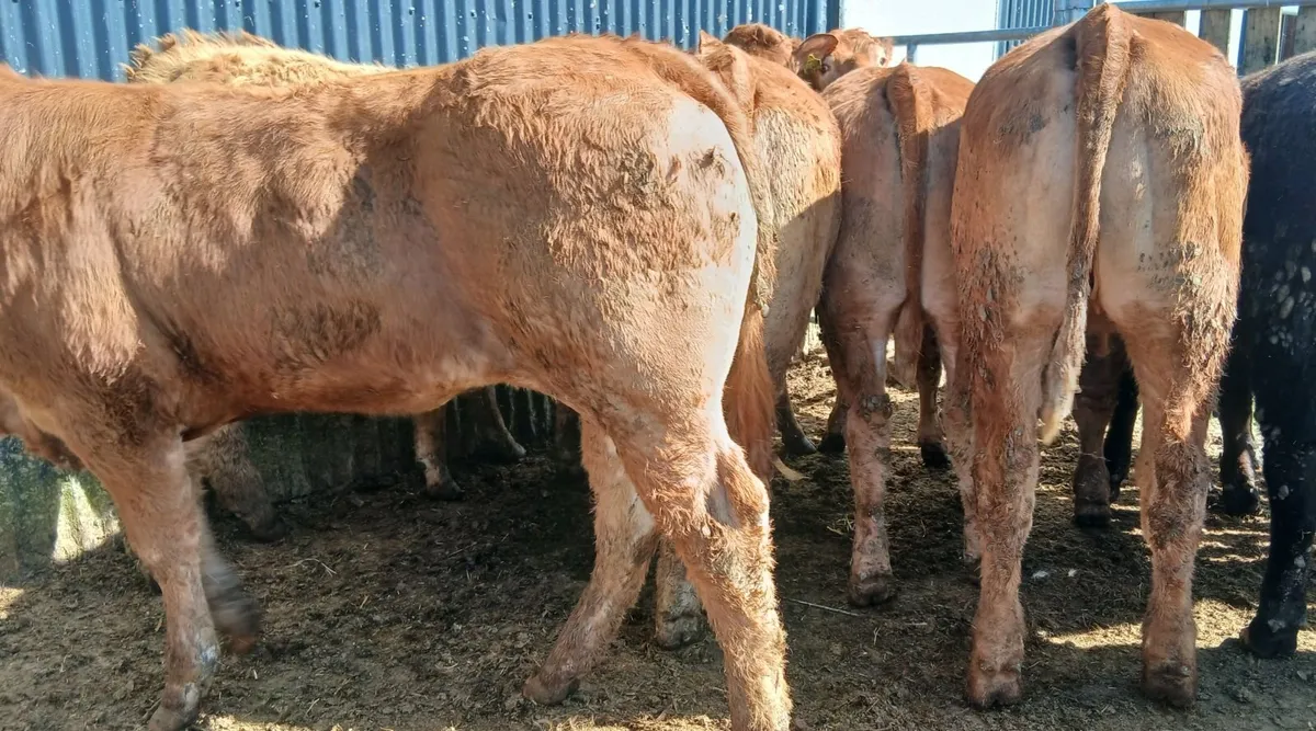 10 super  U&R grade heifers - Image 4