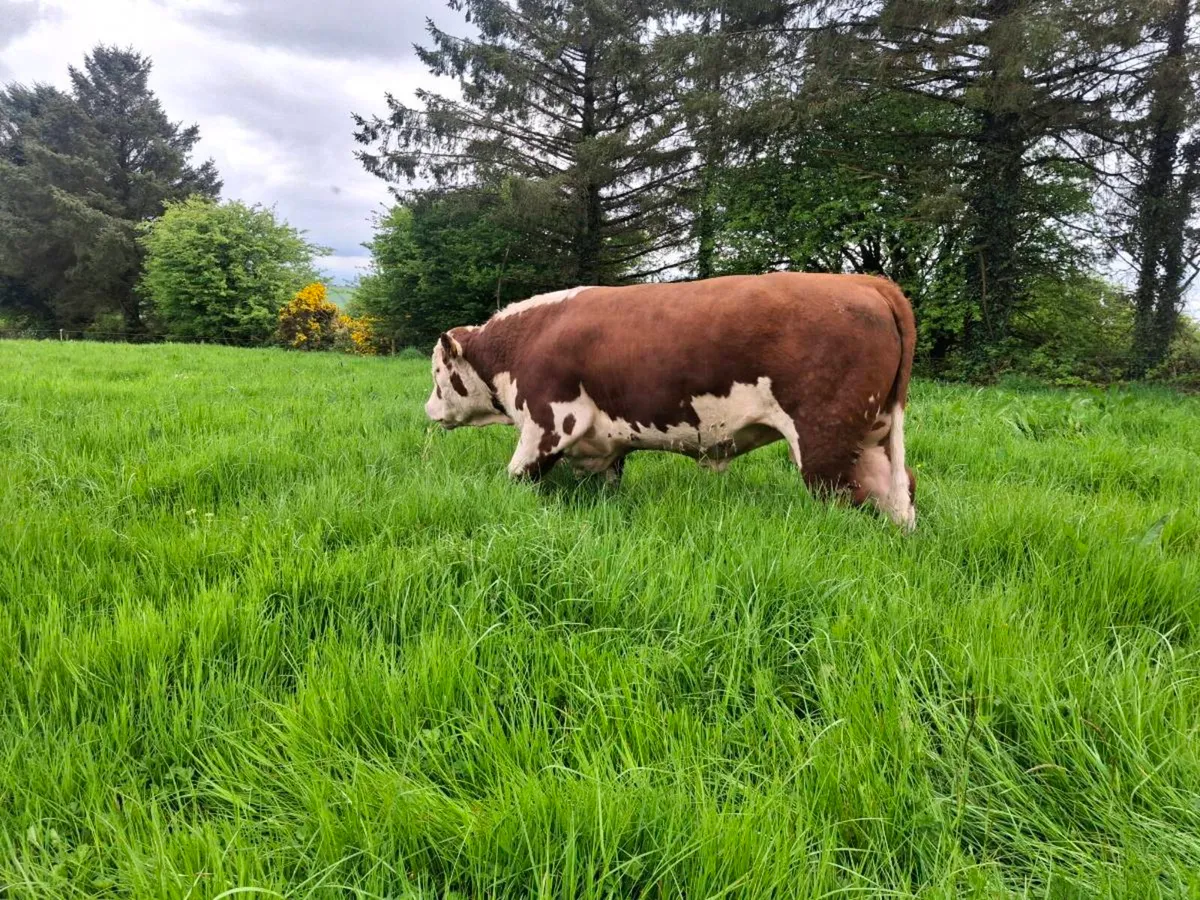 Hereford Bulls - Image 1
