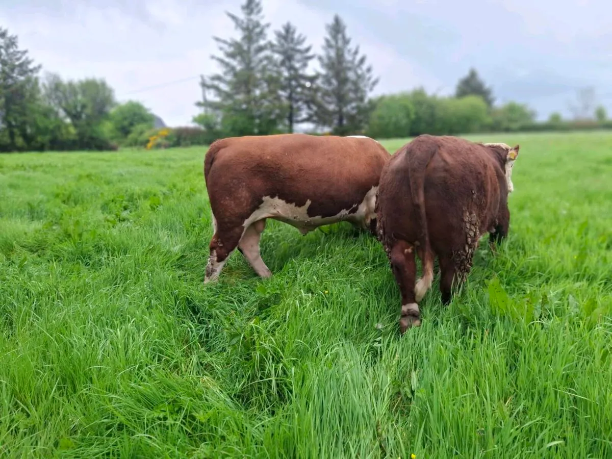 Hereford Bulls - Image 2