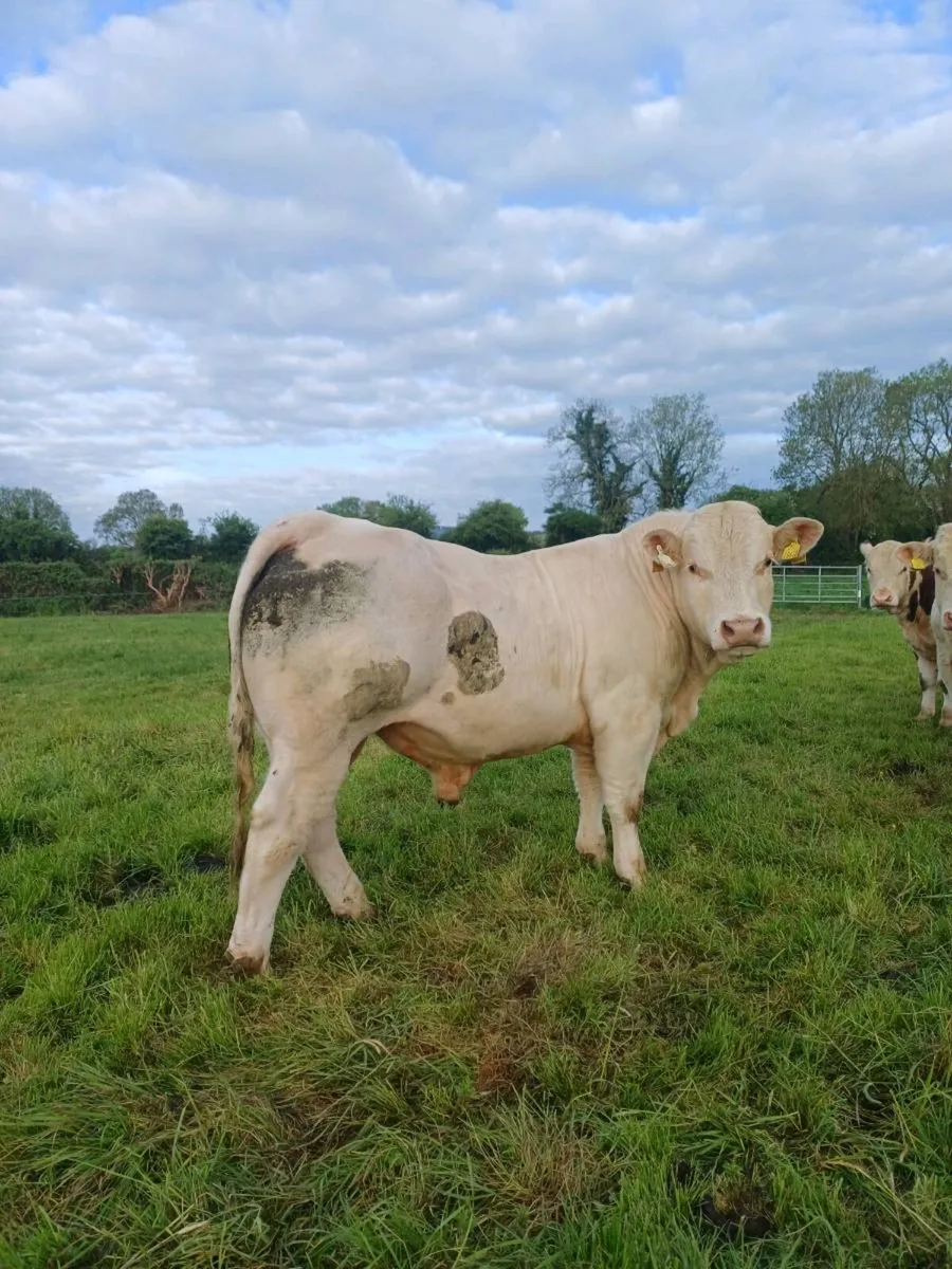 Charolais bulls for sale - Image 1