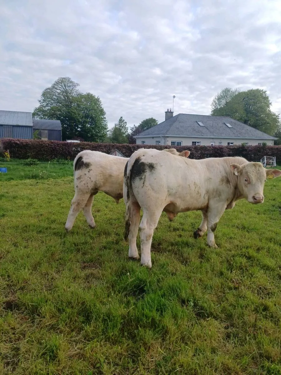 Charolais bulls for sale - Image 2