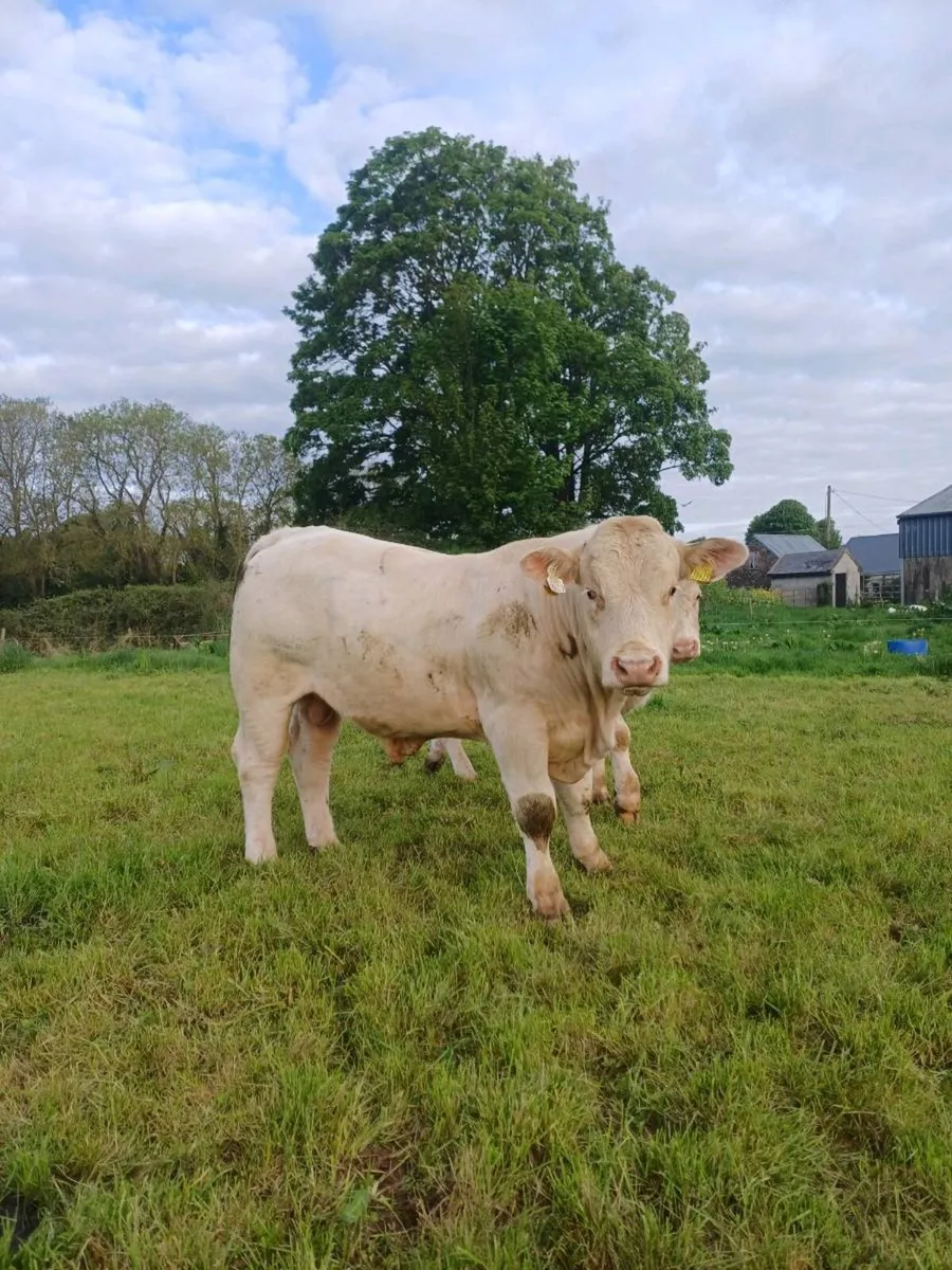 Charolais bulls for sale - Image 3