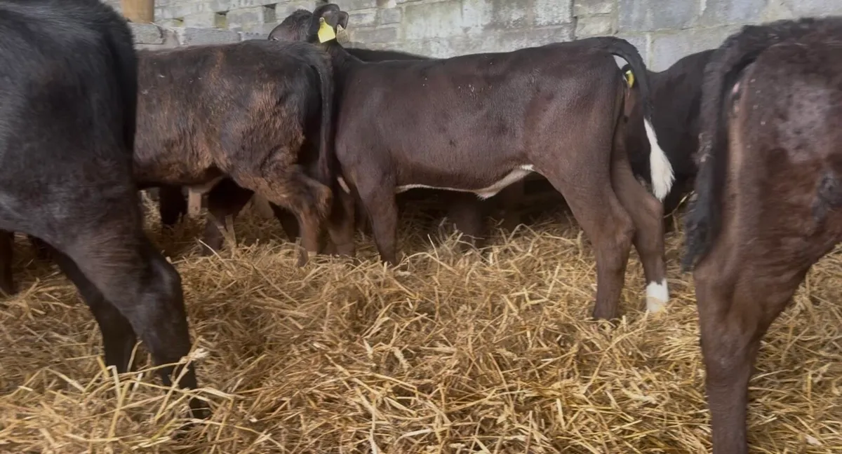 18 Standout AI bred heifers - Image 3
