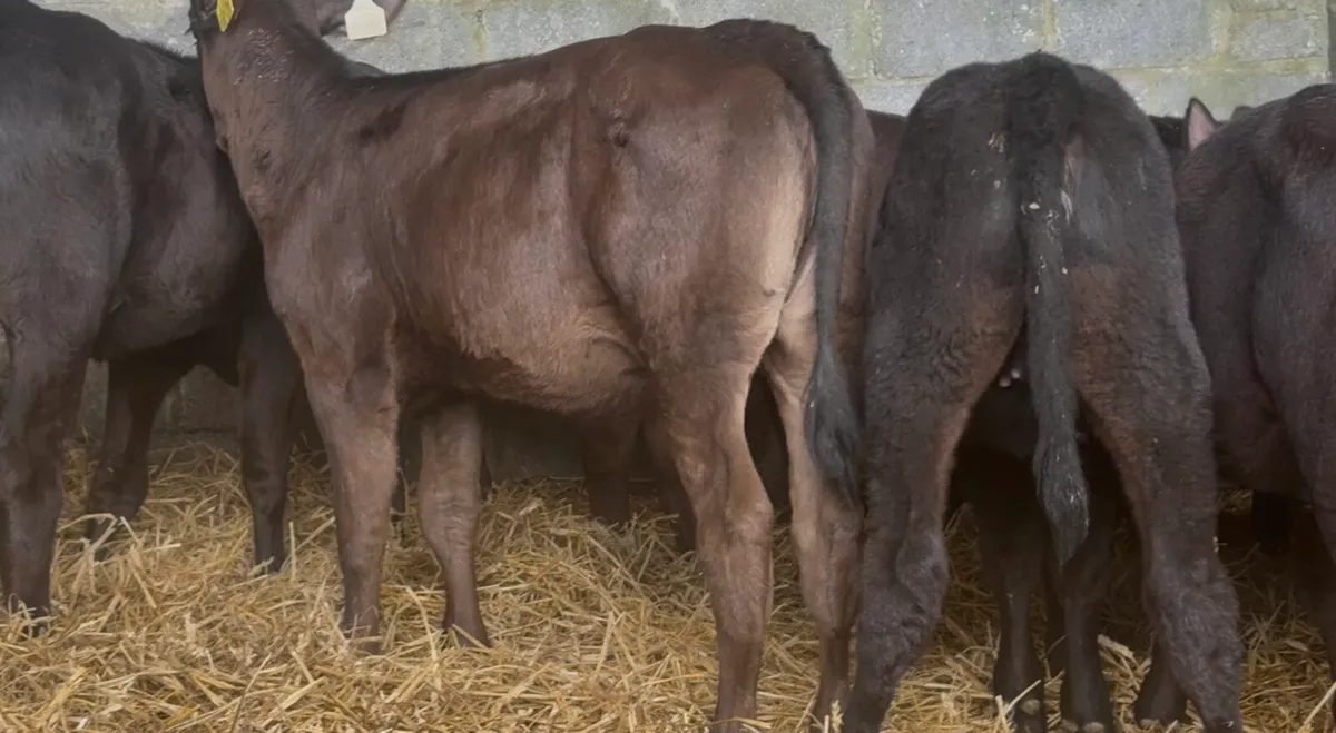 18 Standout AI bred heifers - Image 4