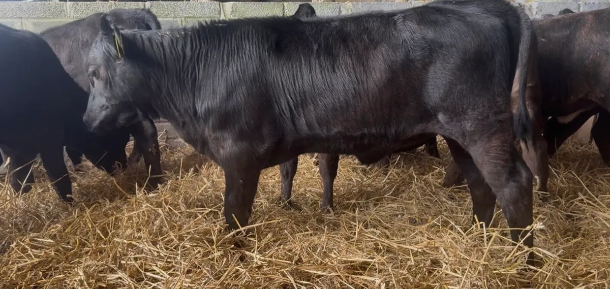 18 Standout AI bred heifers - Image 1