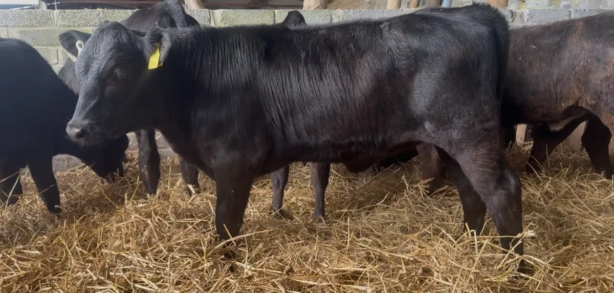 18 Standout AI bred heifers - Image 2