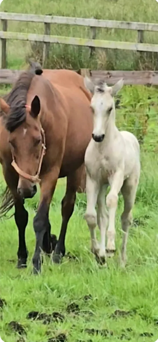 Perlino stallion at stud - Image 4