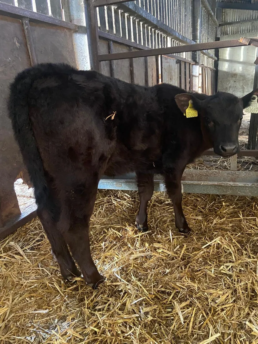 Organic Aberdeen Angus heifer calf for sale - Image 1