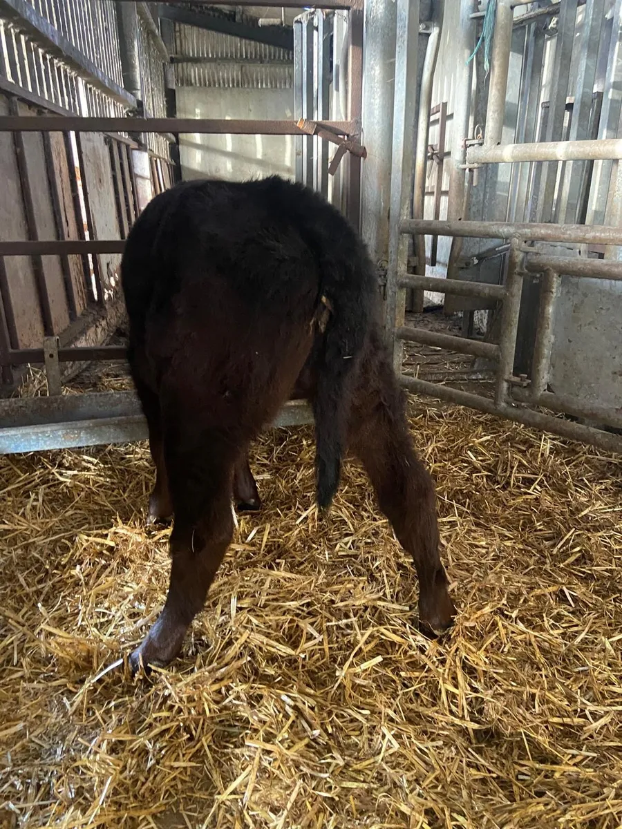 Organic Aberdeen Angus heifer calf for sale - Image 2
