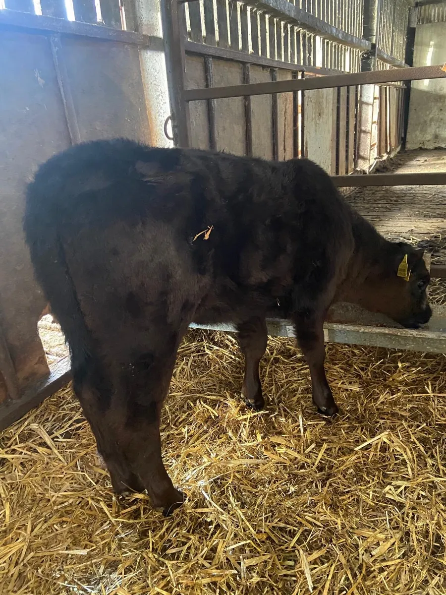 Organic Aberdeen Angus heifer calf for sale - Image 3