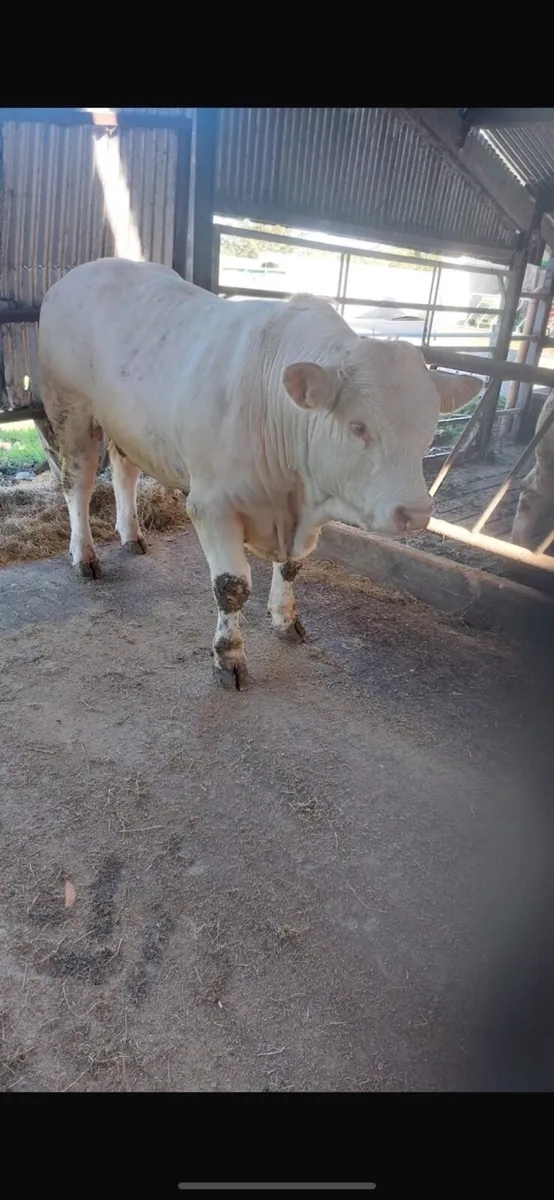 Pedigree Charlaois Bull - Image 1