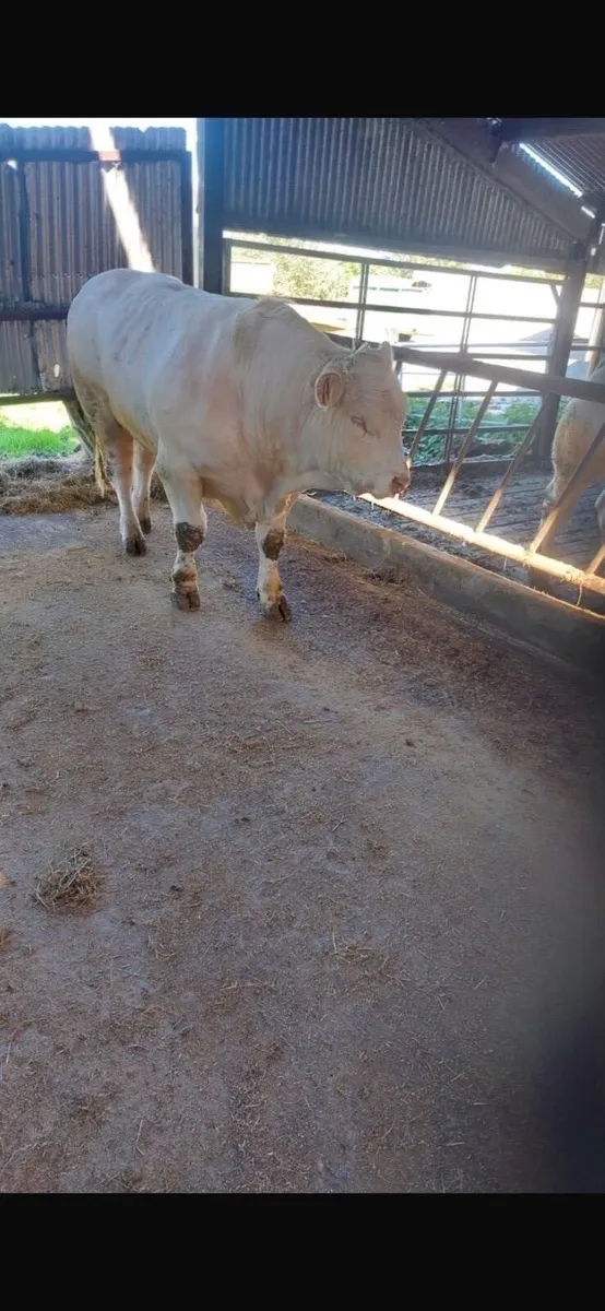 Pedigree Charlaois Bull - Image 2