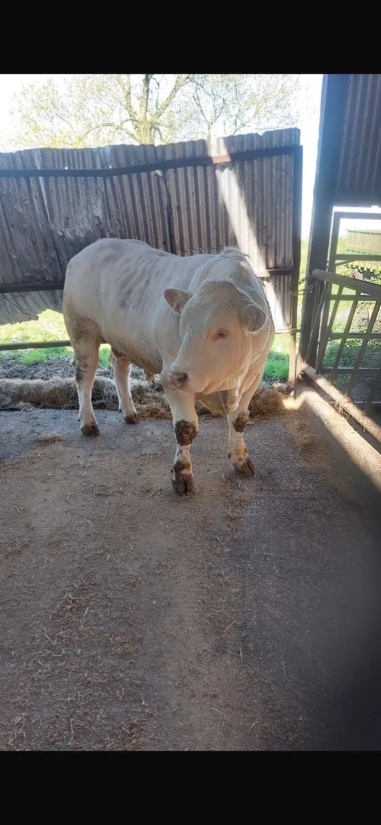 Pedigree Charlaois Bull - Image 4