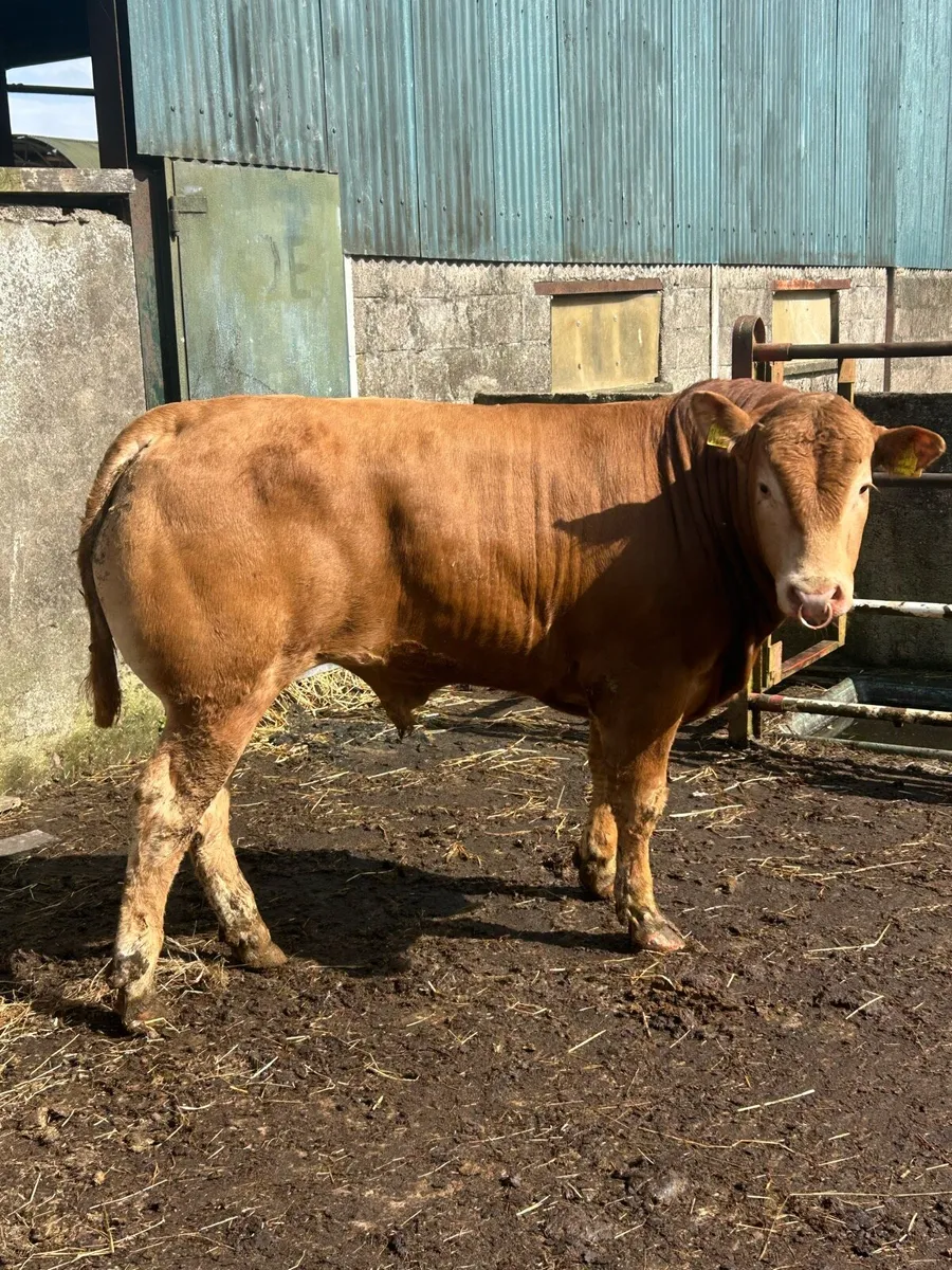 PBNR LIMOUSIN BULL - Image 2