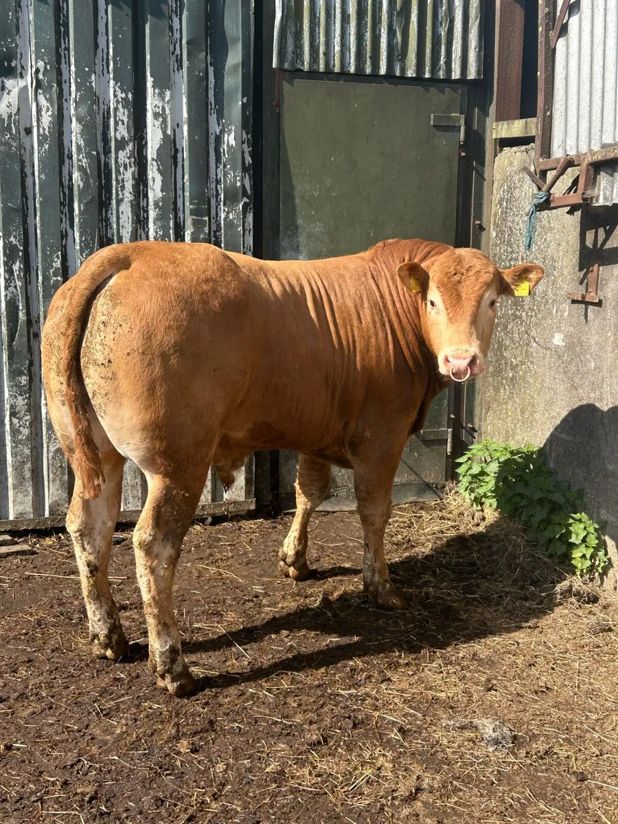 PBNR LIMOUSIN BULL - Image 1