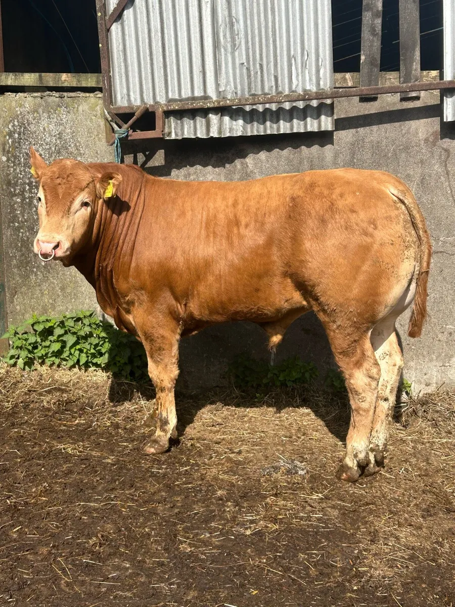 PBNR LIMOUSIN BULL - Image 3