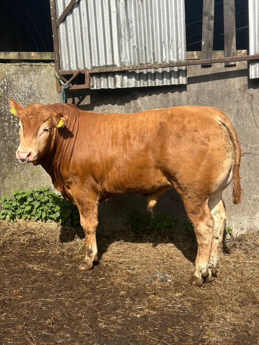 PBNR LIMOUSIN BULL - Image 4