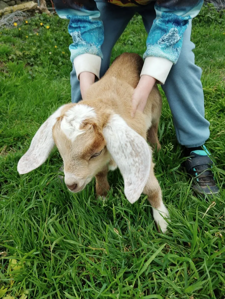 Kid goats - Image 3