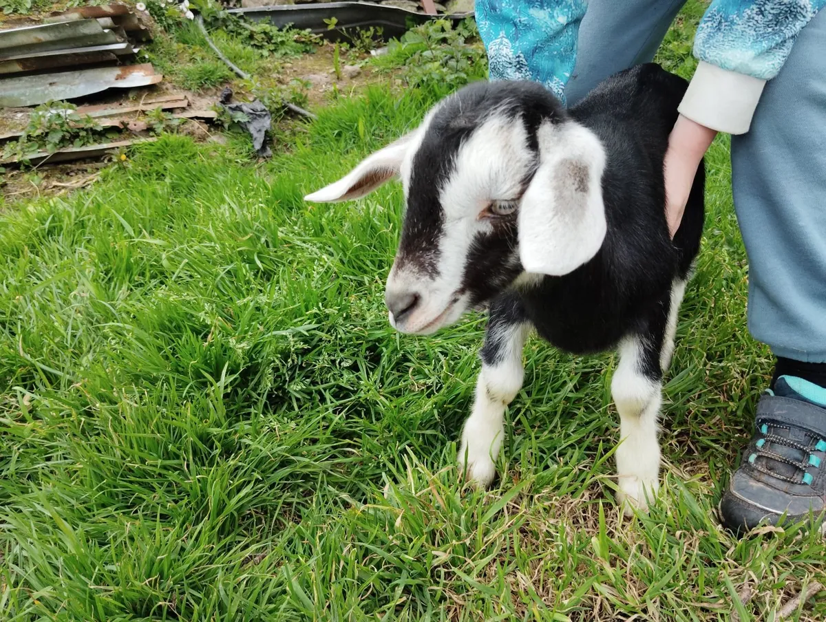 Kid goats - Image 4