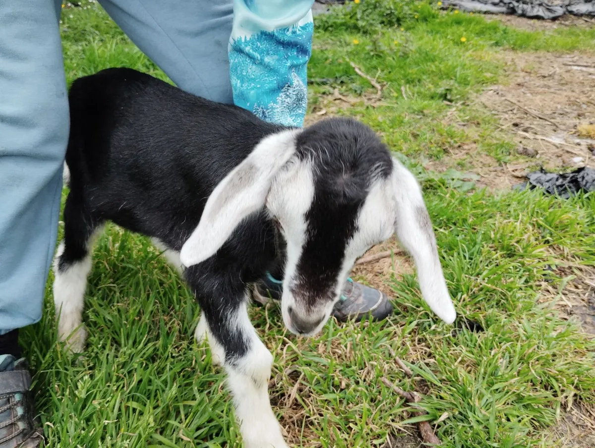 Kid goats - Image 2